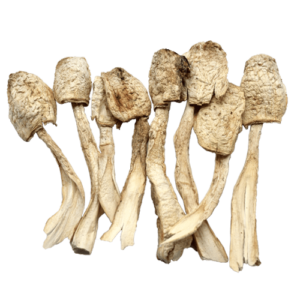 Organic coprinus comatus extract, Coprinus comatus extract