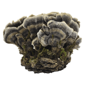 Organic coriolus versicolor extract, Coriolus versicolor extract