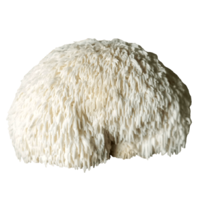 organic lion's mane extract, lion's mane extract