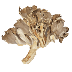 organic maitake extract, maitake extract