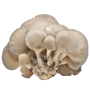 organic oyster mushroom extract, oyster mushroom
