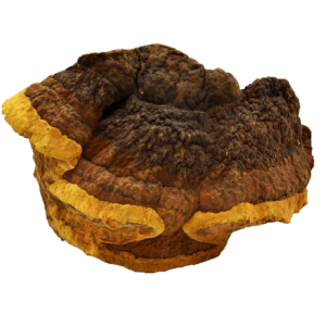 organic phellinus linteus extract, phellinus linteus extract