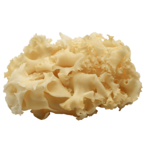 organic sparassis crispa Extract, sparassis crispa Extract