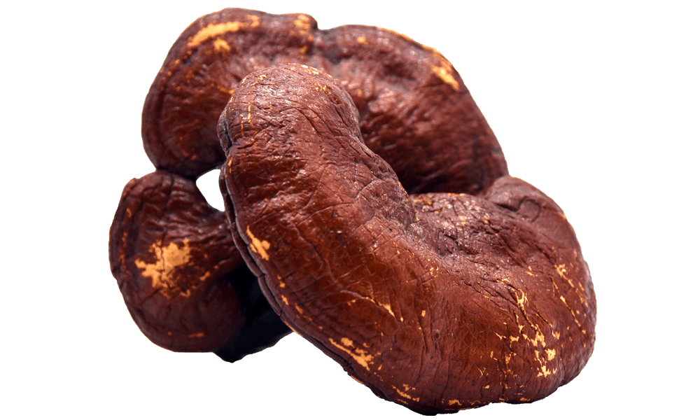 Reishi Extract