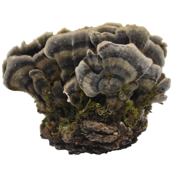 Coriolus versicolor Extract, Coriolus versicolor Powder