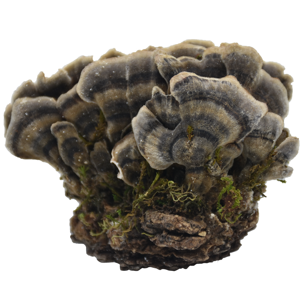 Coriolus versicolor Extract, Coriolus versicolor Powder