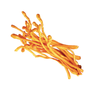 Cordyceps militaris extract/ Cordyceps militaris powder
