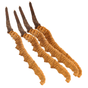 Cordyceps sinensis extract, Cordyceps sinensis powder