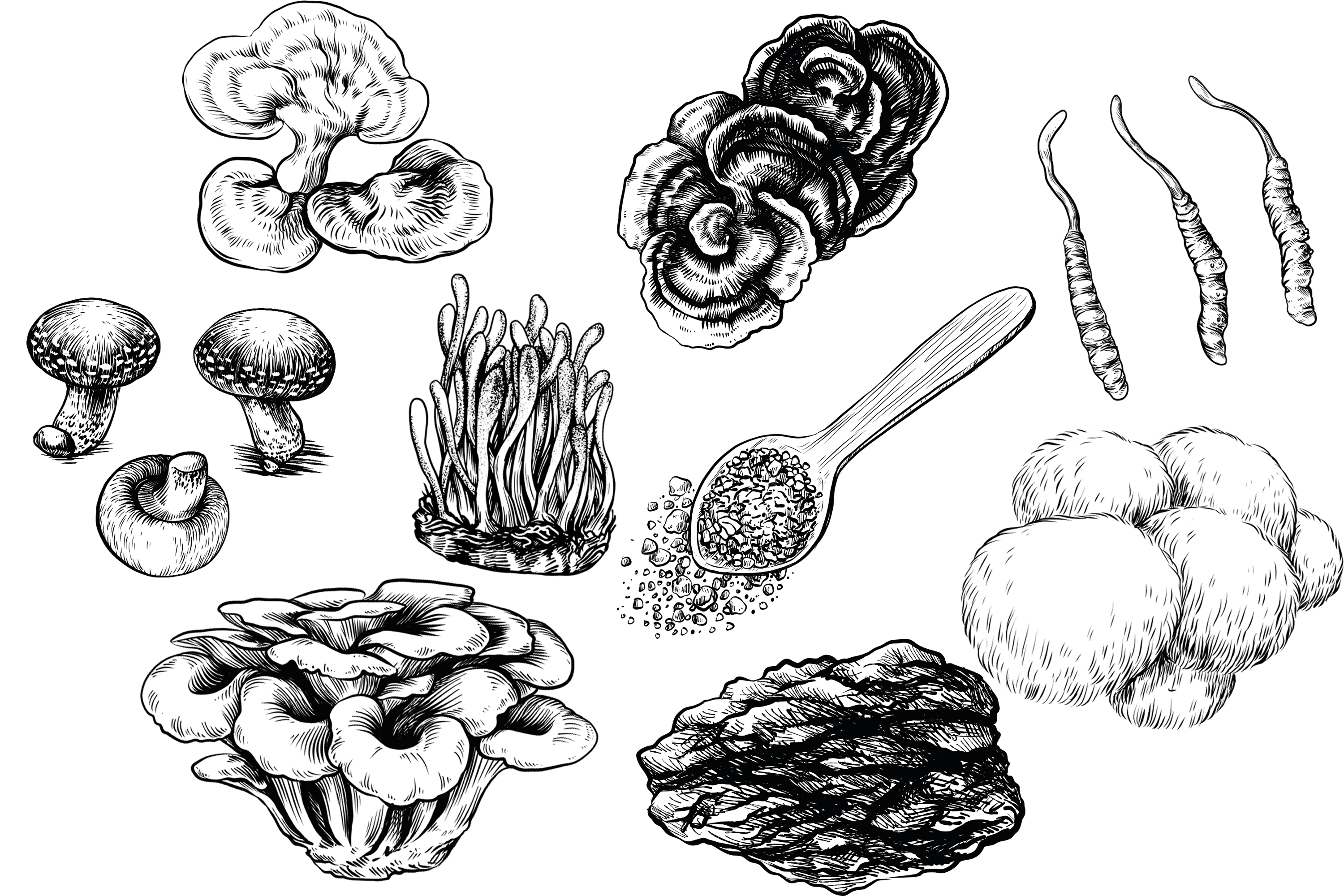 mushroom extract supplier, mushroom powder supplier