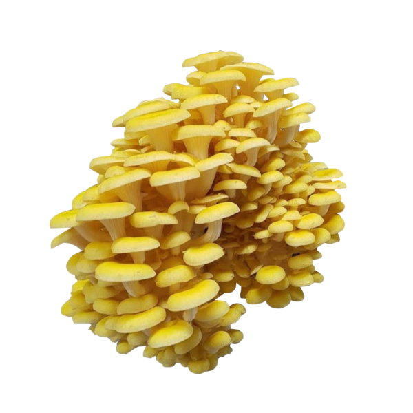 Golden Oyster Mushroom Extract
