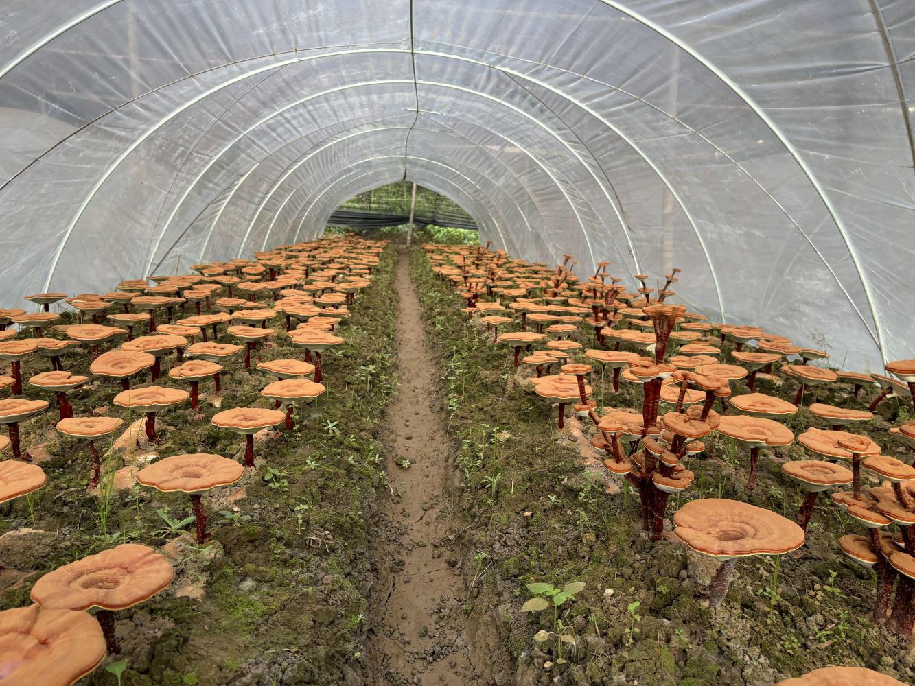 Coming Herb-Reishi Fruiting body