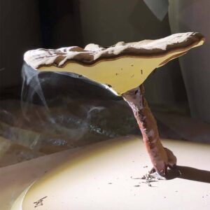 wall-broken Reishi spore Powder