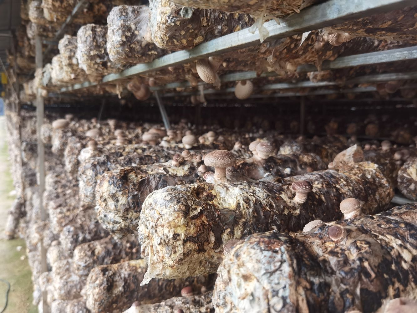Coming Herb-Shiitake mushroom fruiting body raw materials
