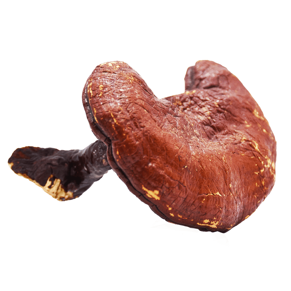 Wholesale Organic Medicinal Mushroom Extracts Coming Herb